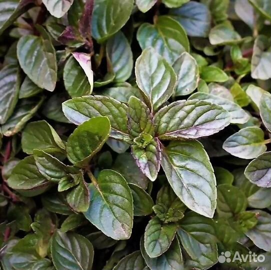 Мята сортовая