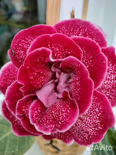 Глоксиния махровая (свежесрезанный лист)