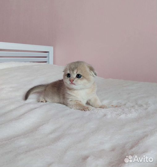 Шотландская девочка