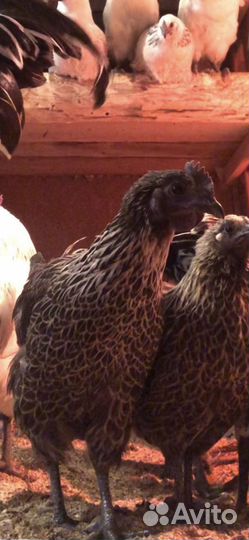 Лакеданзи серебро курицы,петухи,инкубационное яйцо