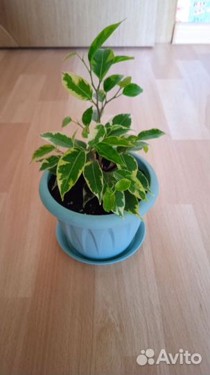 Фикус бенджамина Кинки