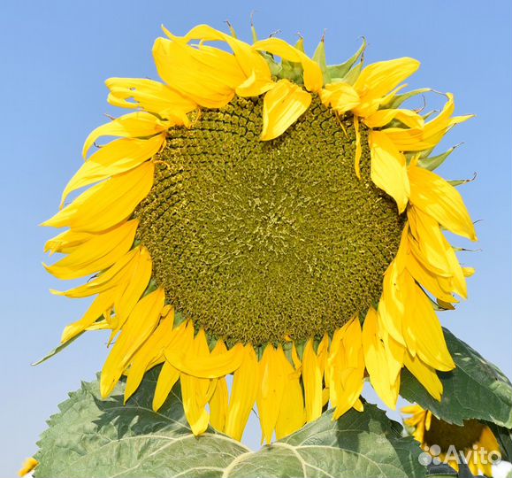 Семена подсолнечника Горфилд,Гудсан,Ника