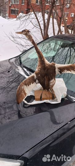 Чучело птицы