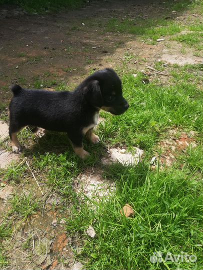 Щенок той терьер