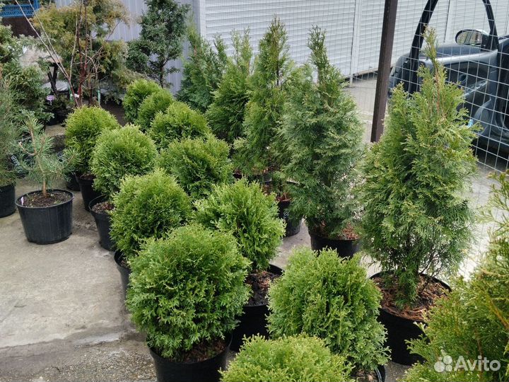 Декоративные растения