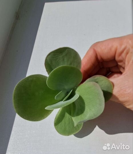 Цветок суккулент