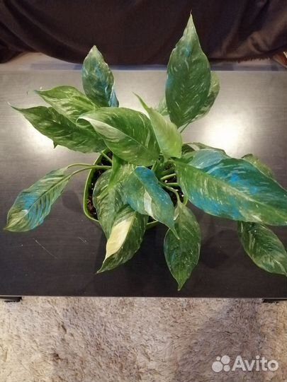 Спацифиллум Домино