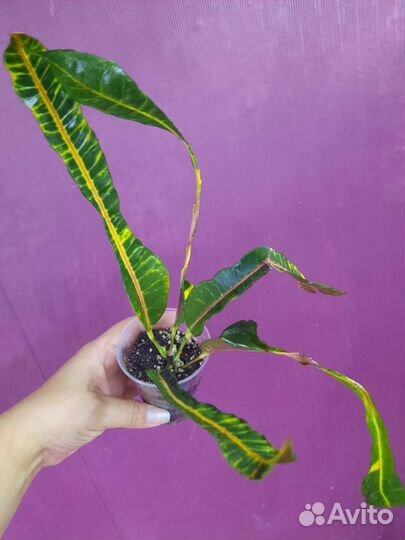 Кротон Анаконда, Рождество, Бангкок