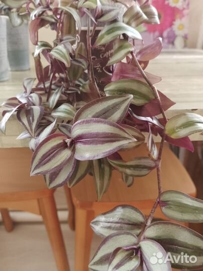 Традесканция, хлорофитум