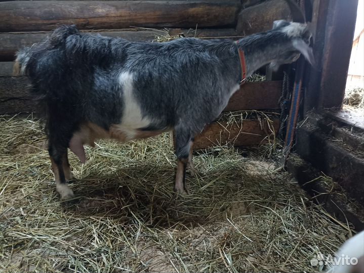 Молоко козье, продукция