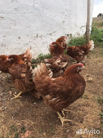 Куры молодки несушки доставка