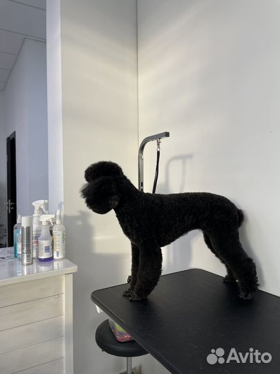 Груминг / Стрижка собак