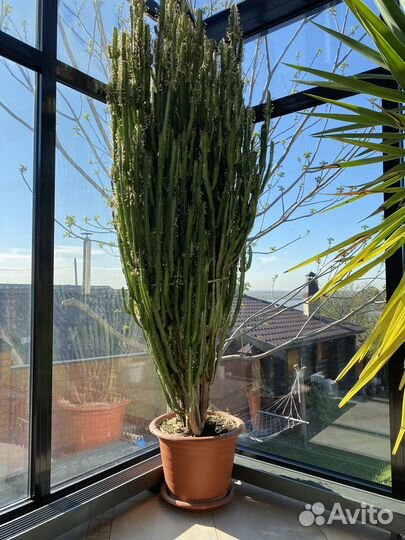Продам крупногабаритное растение