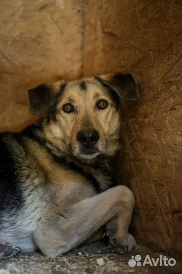 Собака из приюта в добрые руки очень ждет семью