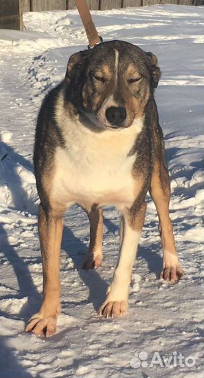 Собака убежали из Лизуново