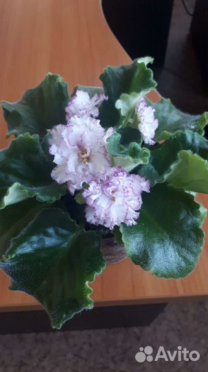 Фиалка детки