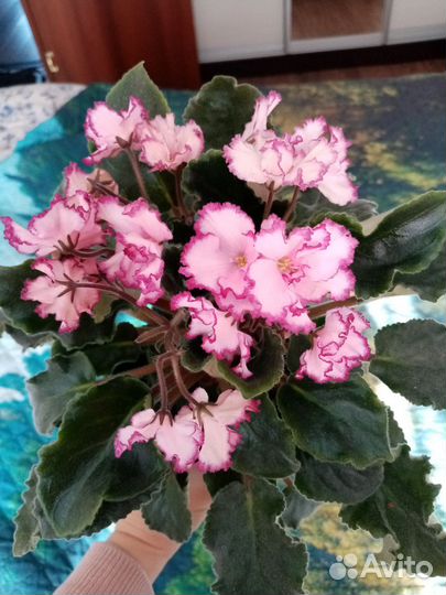 Сортовые фиалки цветущие