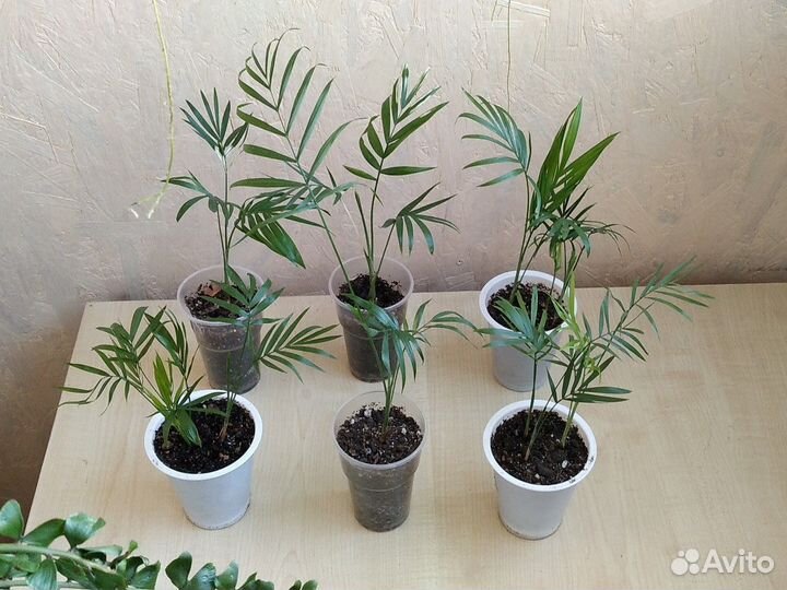 Комнатные цветы