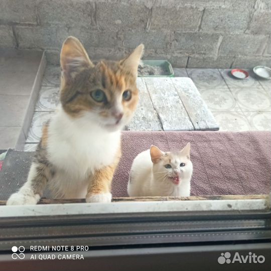 Котенок от мышеловки
