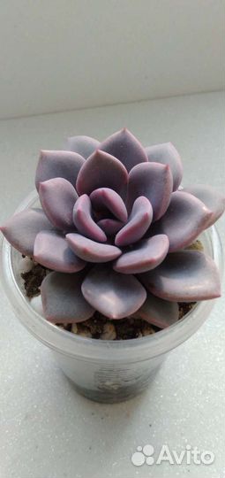 Граптоверия Дебби