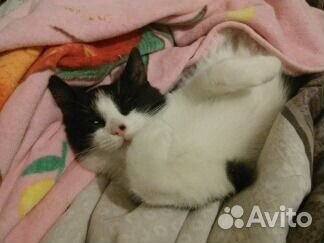 Молодой, обаятельный котик -дайте шанс на жизнь