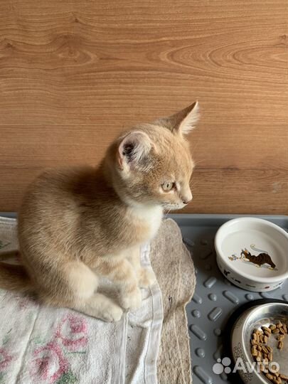 Котенок в добрые руки бесплатно