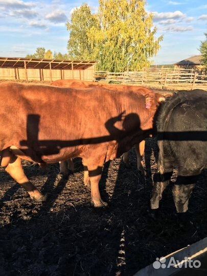 Коровы, телки, бычки мясные