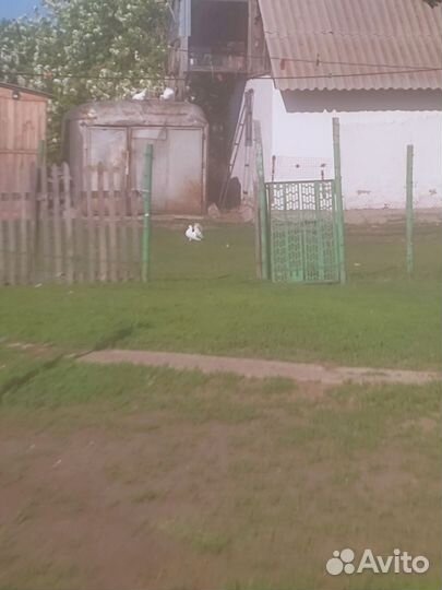 Голуби продажа Павлины