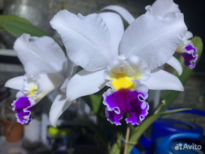 Орхидея каттлея