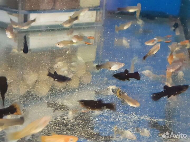 Аквариумные рыбки