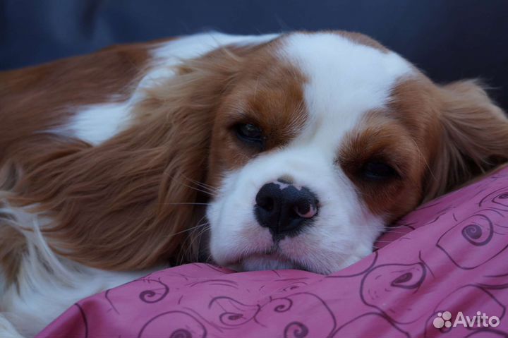 Девочка кавалер Кинг Чарльз спаниеля