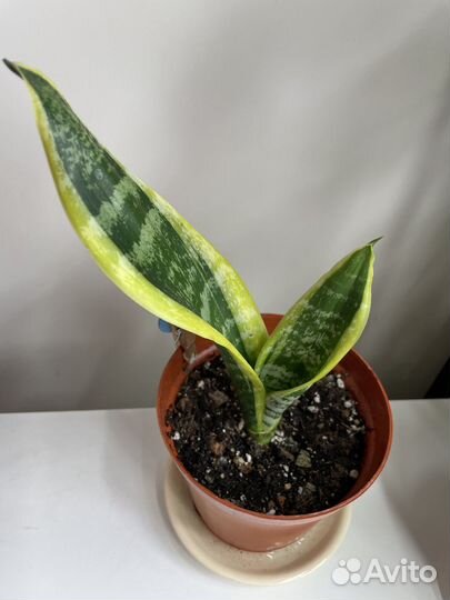 Сансевиерия futura superba