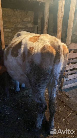 Корова стельная и дойная и бык на племя