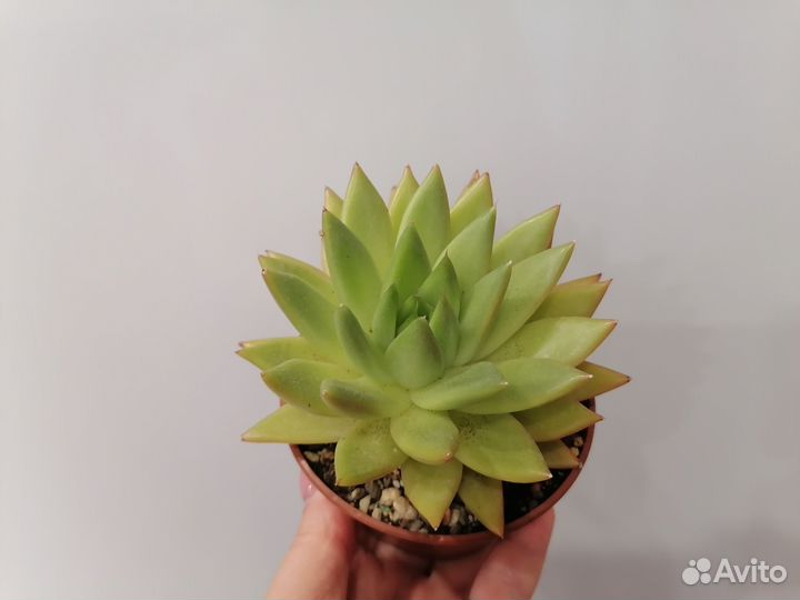 Суккуленты