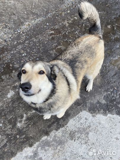 Собака