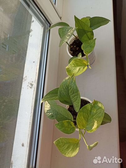 Сциндапсус