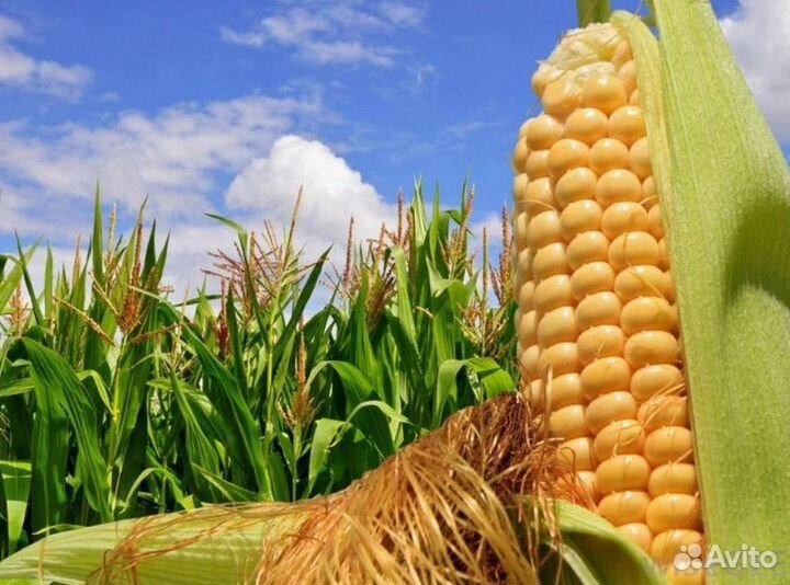 Семена подсолнечника и кукурузы