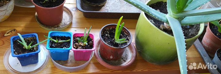 Щучий хвост и алоэ двух видов