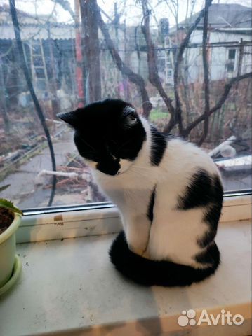 Кошечка Маркиза в добрые руки