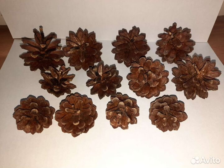 Шишки сосновые 25 шт