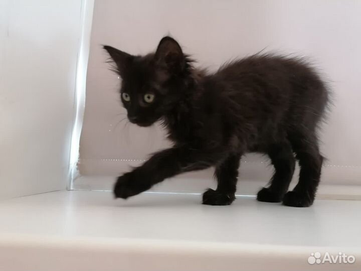 Маленькая девочка котенок