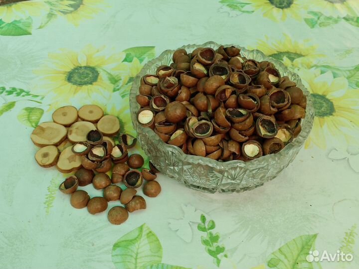 Скорлупа ореха макадамия