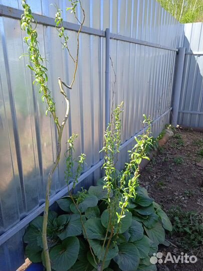 Ива извилистая Свердловская