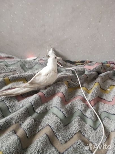 Бесщекая корелла 3 мес