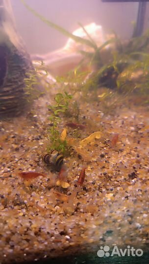 Аквариумные креветки