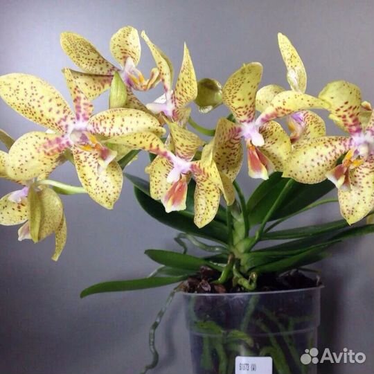 Орхидея фаленопсис Джулия