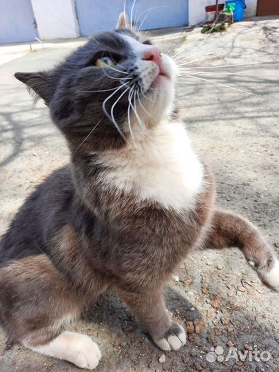 Котик ищет дом