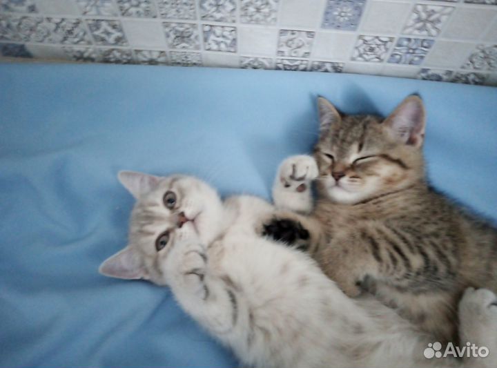 Бриташки-очаровашки