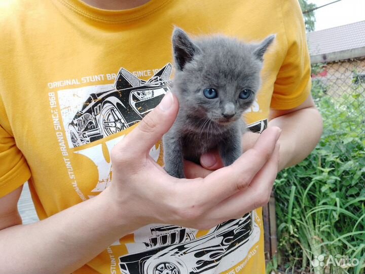 Прикольные котята