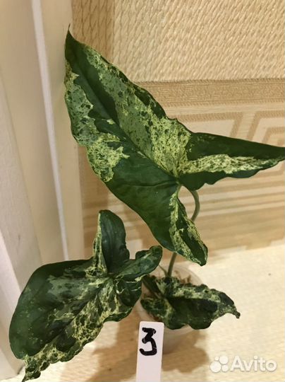 Сингониум Моттлед Мохито